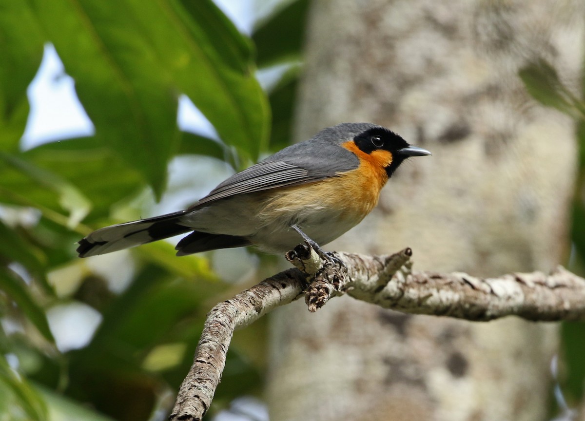 Spectacled Monarch - ML344538891