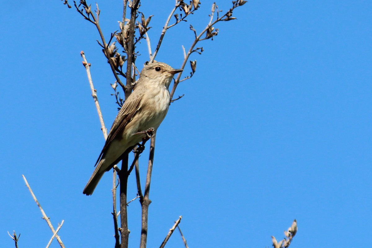 Spotted Flycatcher - ML344540291