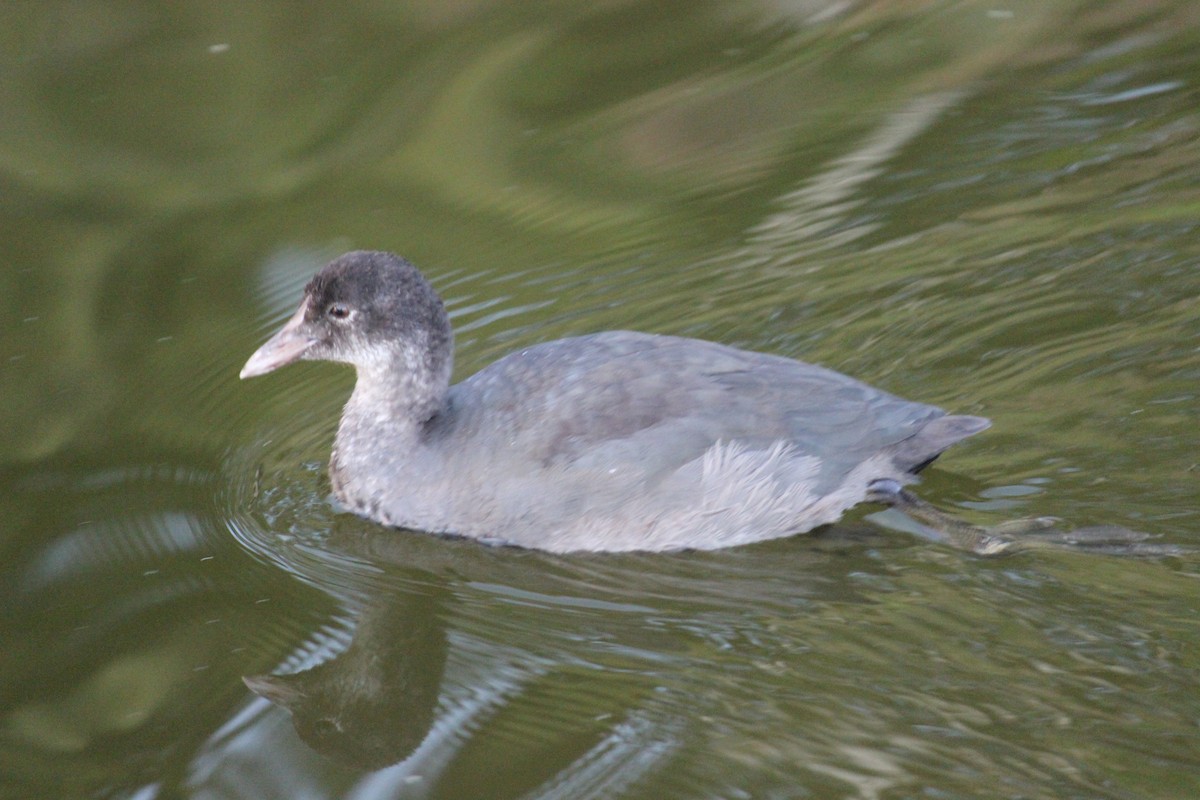 Eurasian Coot - ML344540511