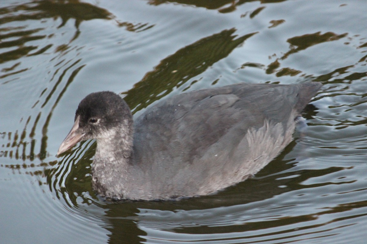 Eurasian Coot - ML344540521