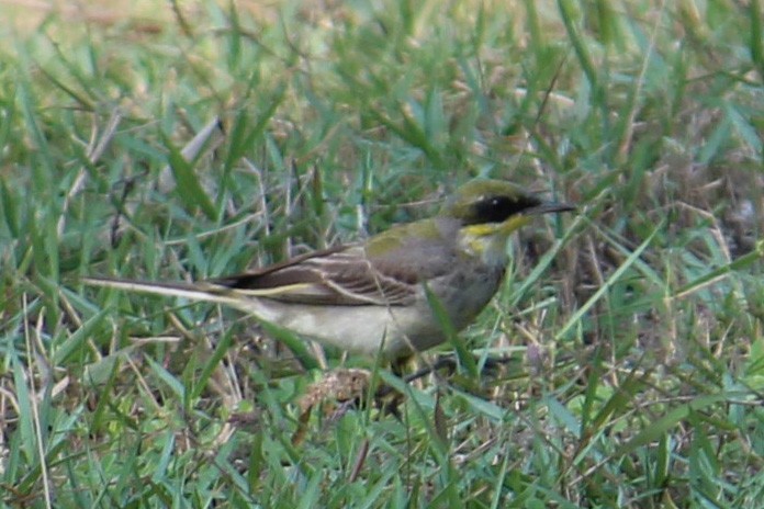 Eastern Yellow Wagtail - ML344543211