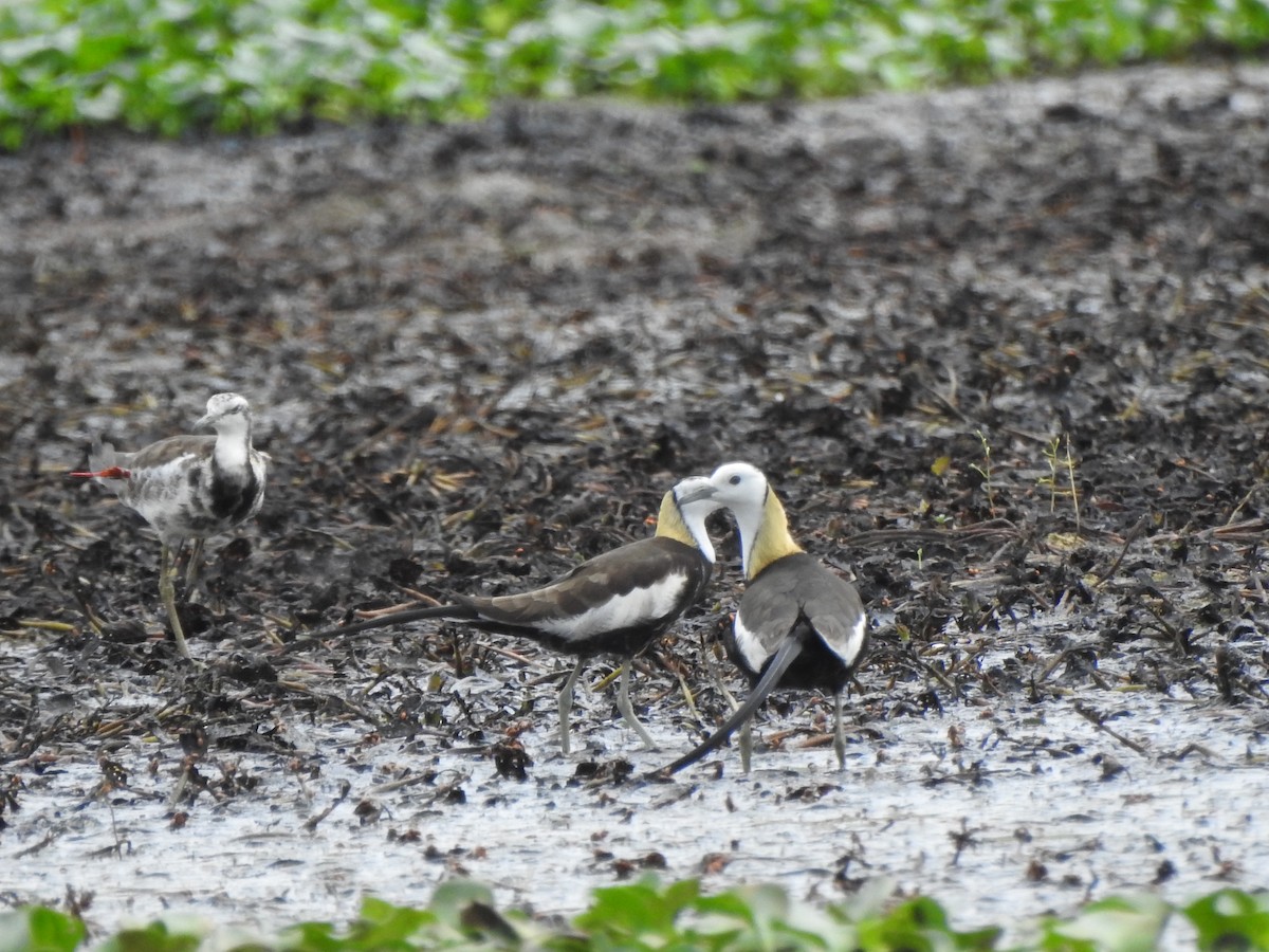 Pheasant-tailed Jacana - ML344543341