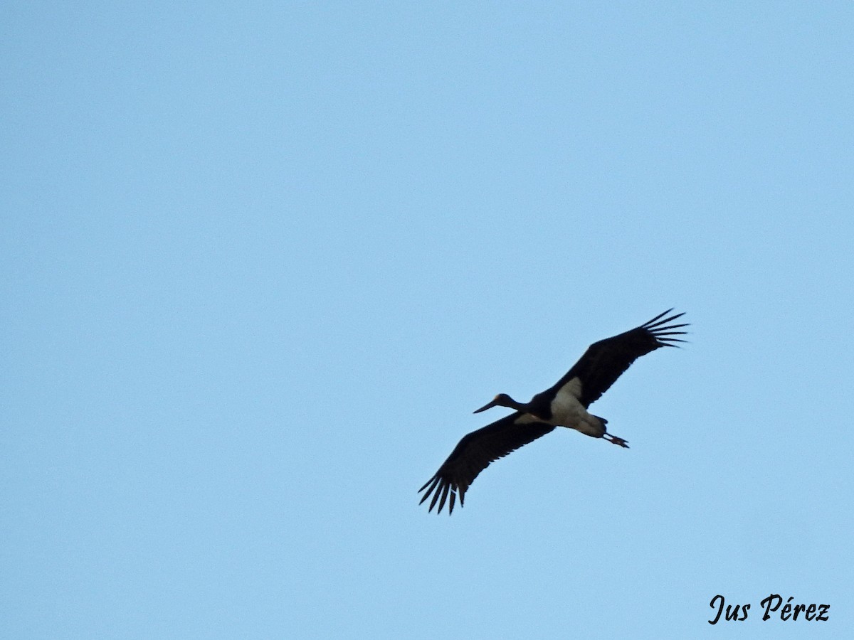 Black Stork - ML344543391