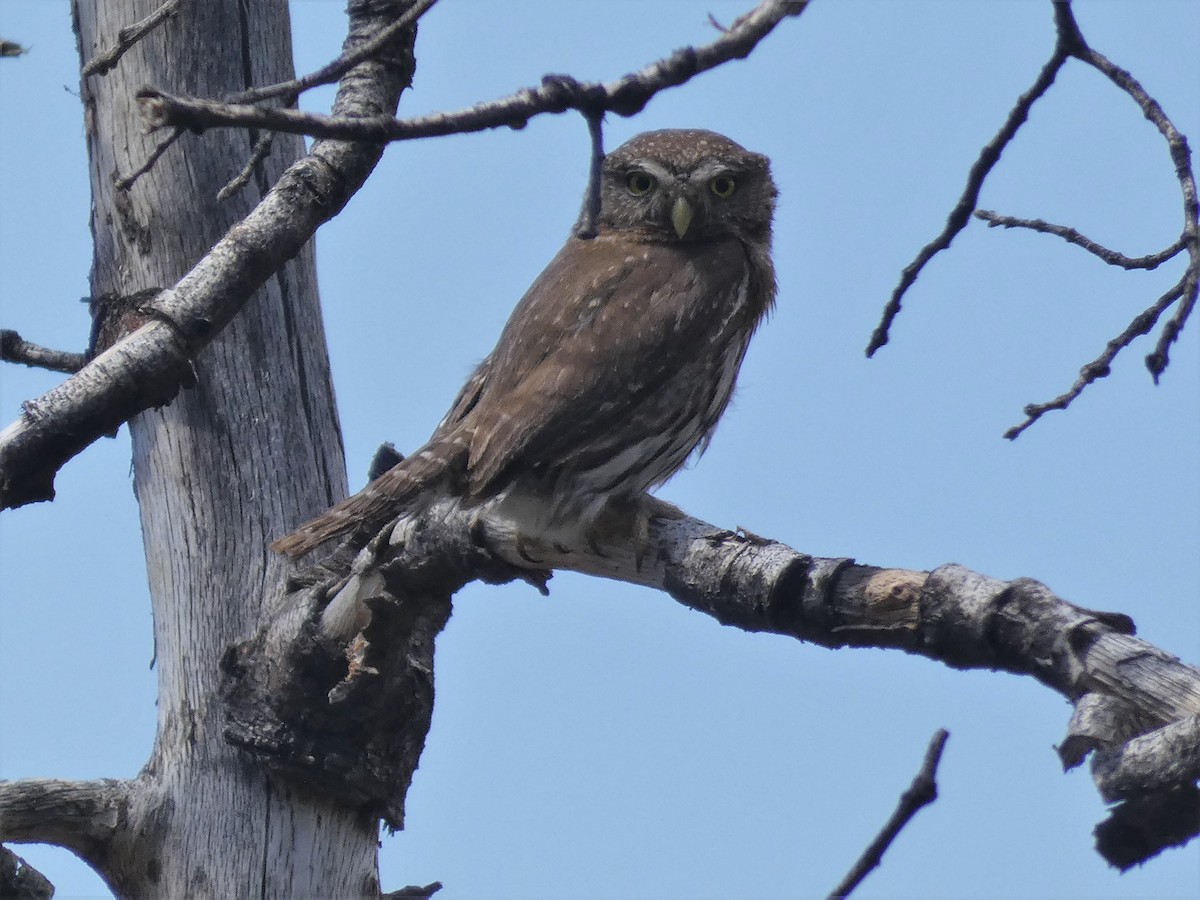 Northern Pygmy-Owl - ML344544021