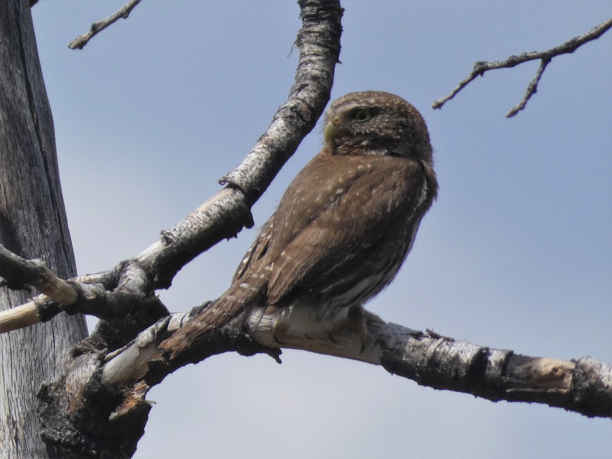 Northern Pygmy-Owl - ML344544031
