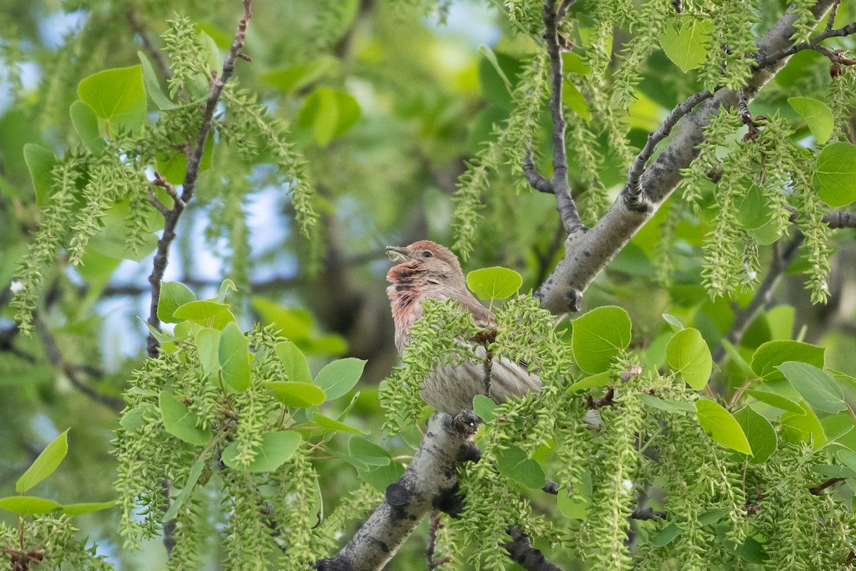 House Finch - ML344544881