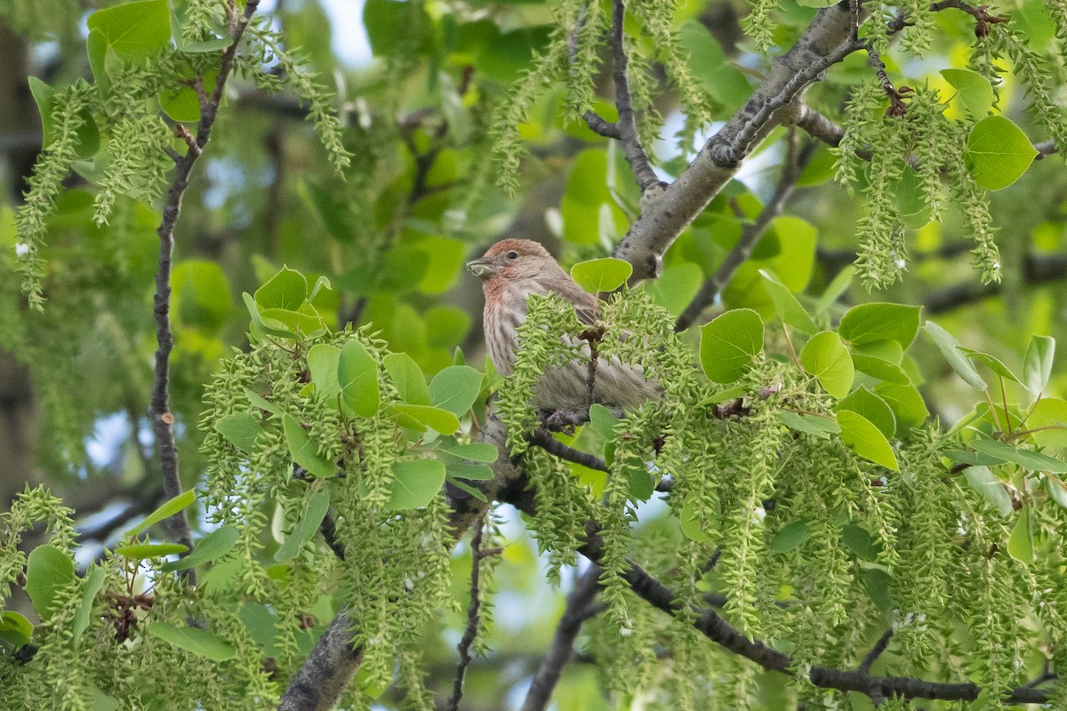 House Finch - Josh Parks