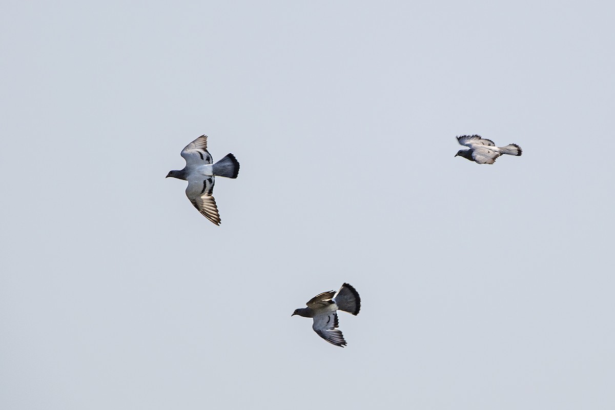 Rock Pigeon (Feral Pigeon) - ML344544941