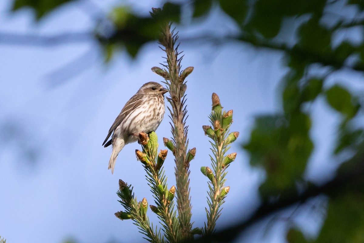 Purple Finch - ML344545341