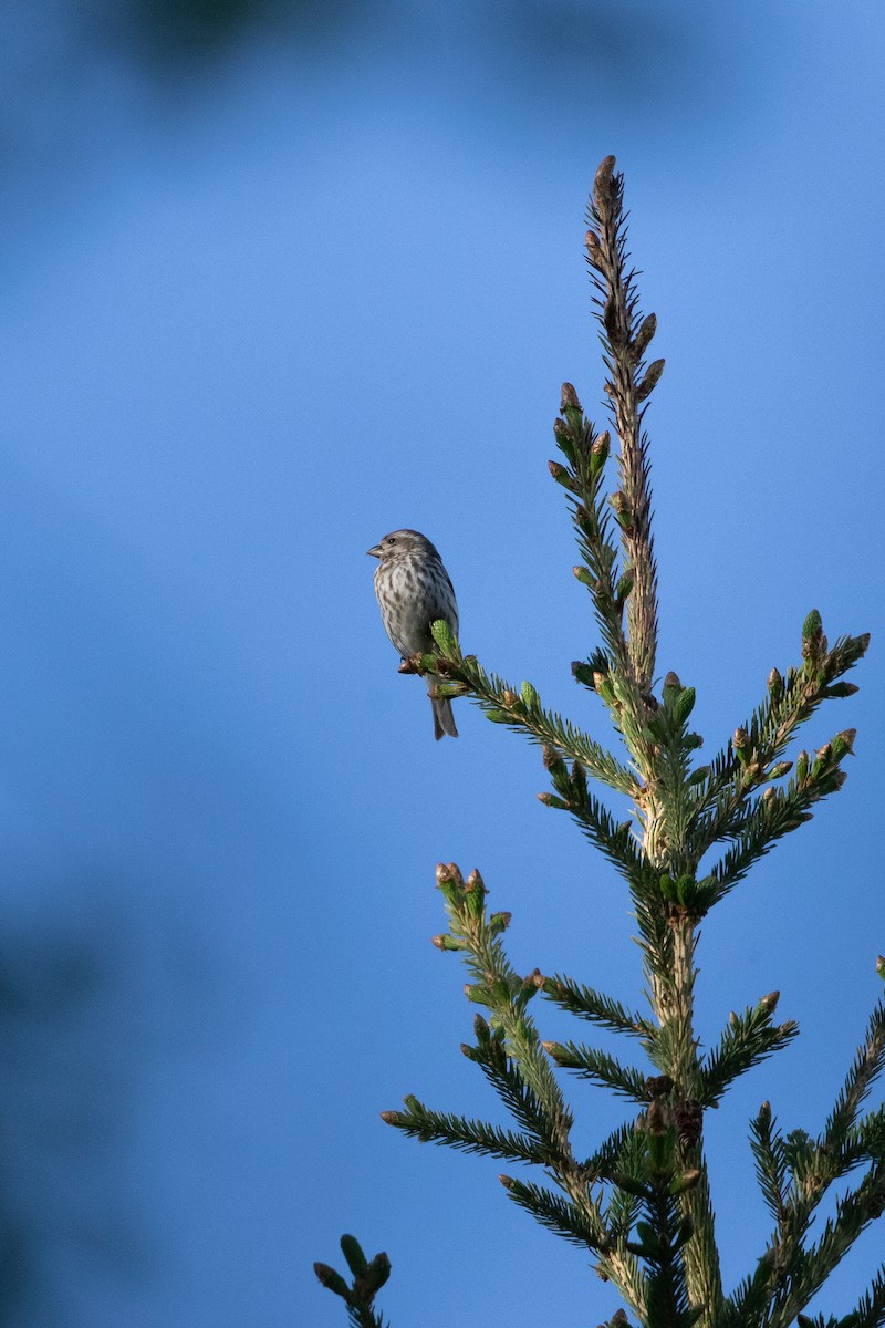 Purple Finch - ML344545381