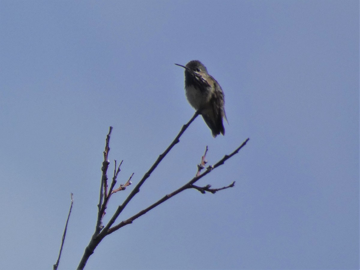 Calliope Hummingbird - ML344545431