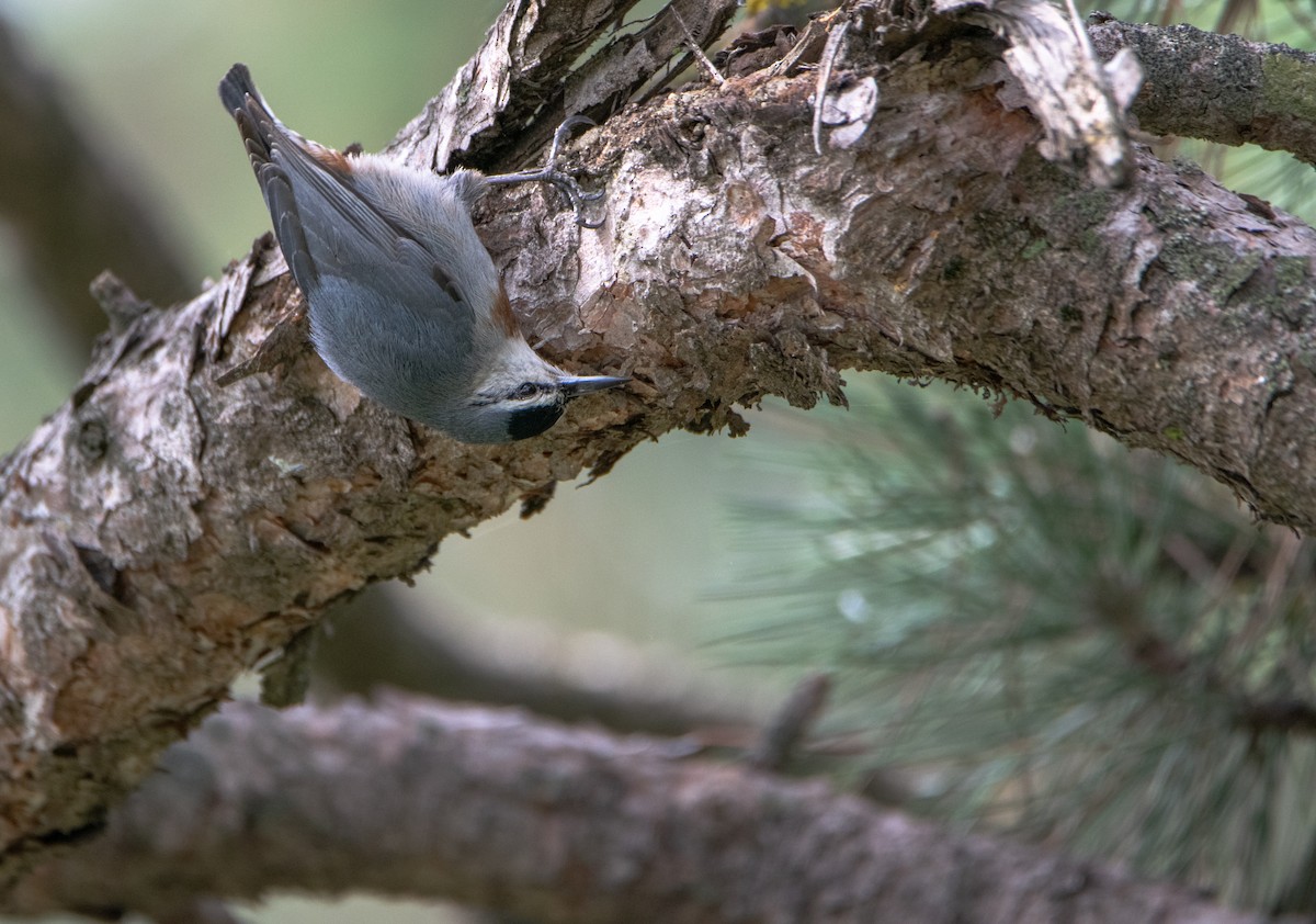 Krüper's Nuthatch - Nika Budagashvili