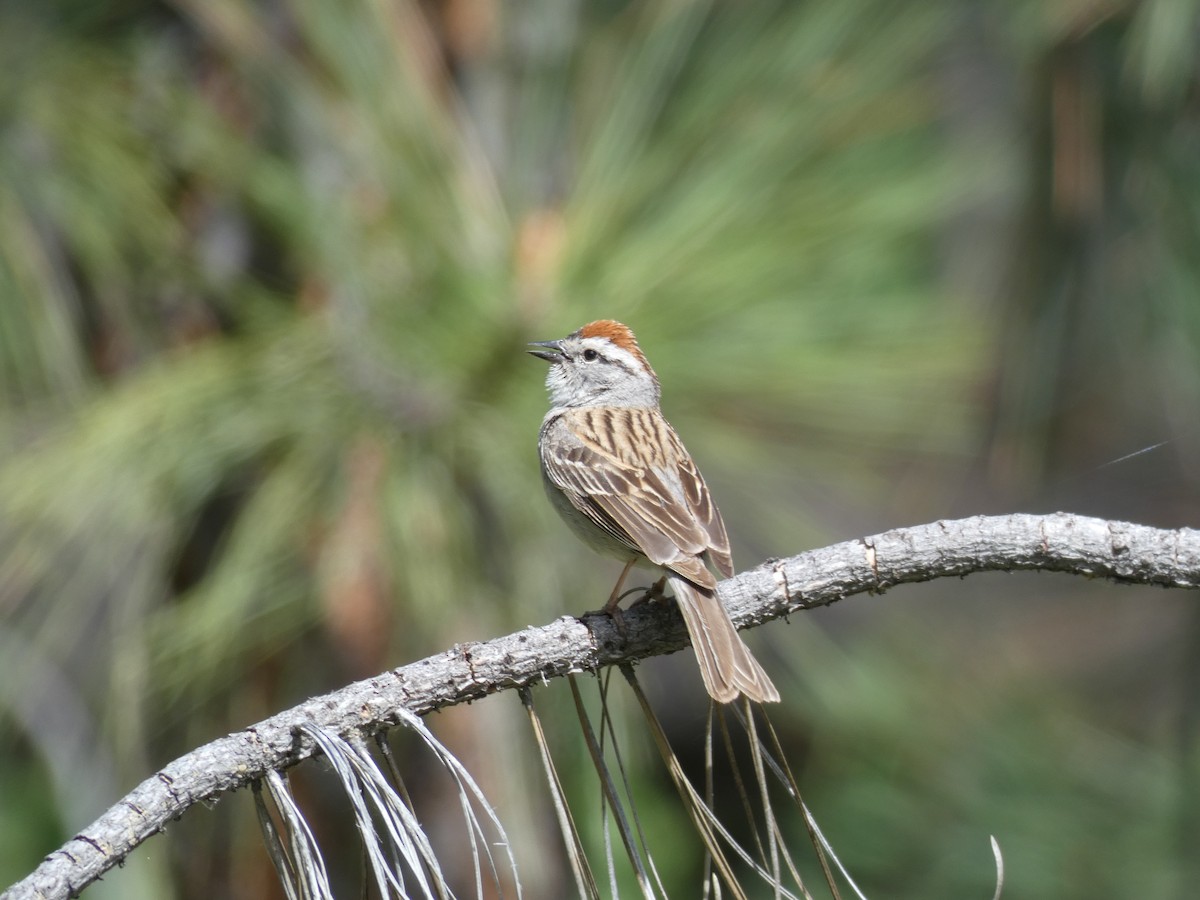 Chipping Sparrow - ML344545751