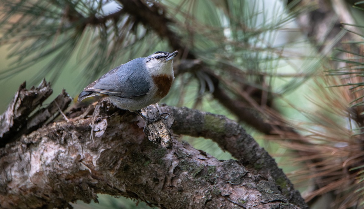 Krüper's Nuthatch - ML344545781