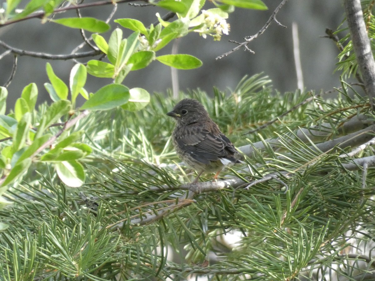 Dark-eyed Junco (Oregon) - ML344545891