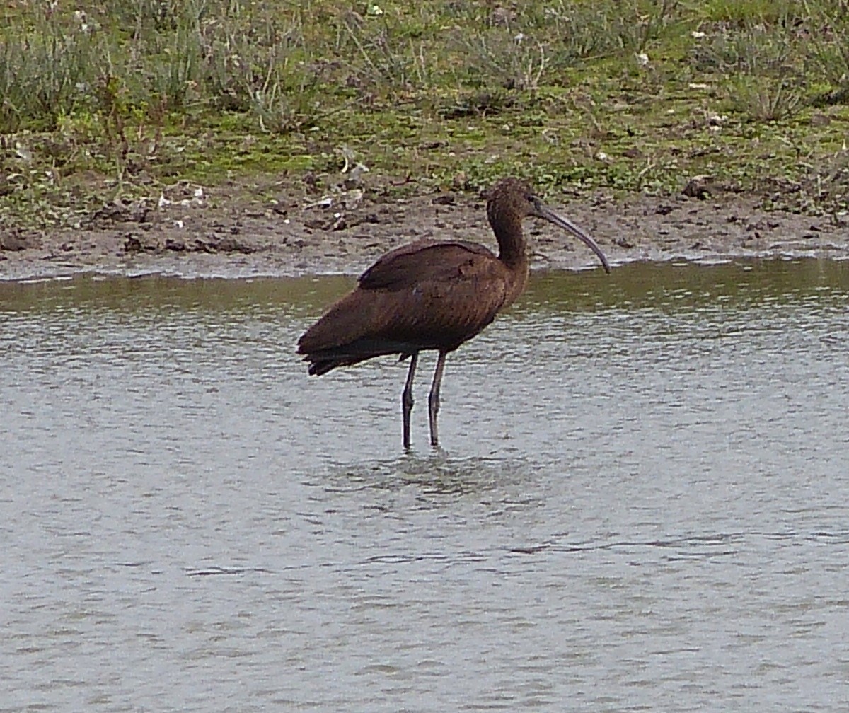 Glossy Ibis - ML344545911