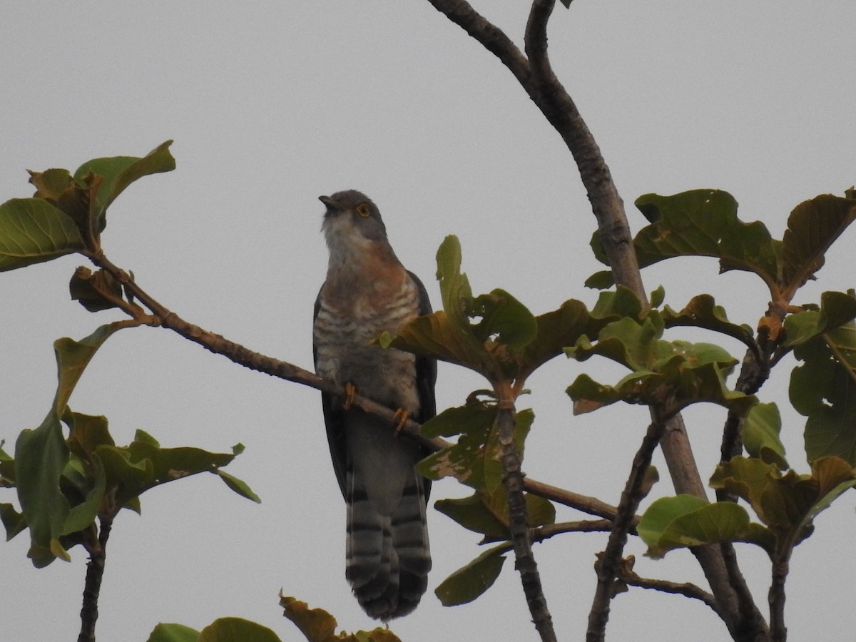 Common Hawk-Cuckoo - ML344547241