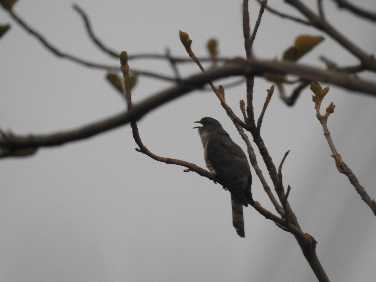 Common Hawk-Cuckoo - ML344547291