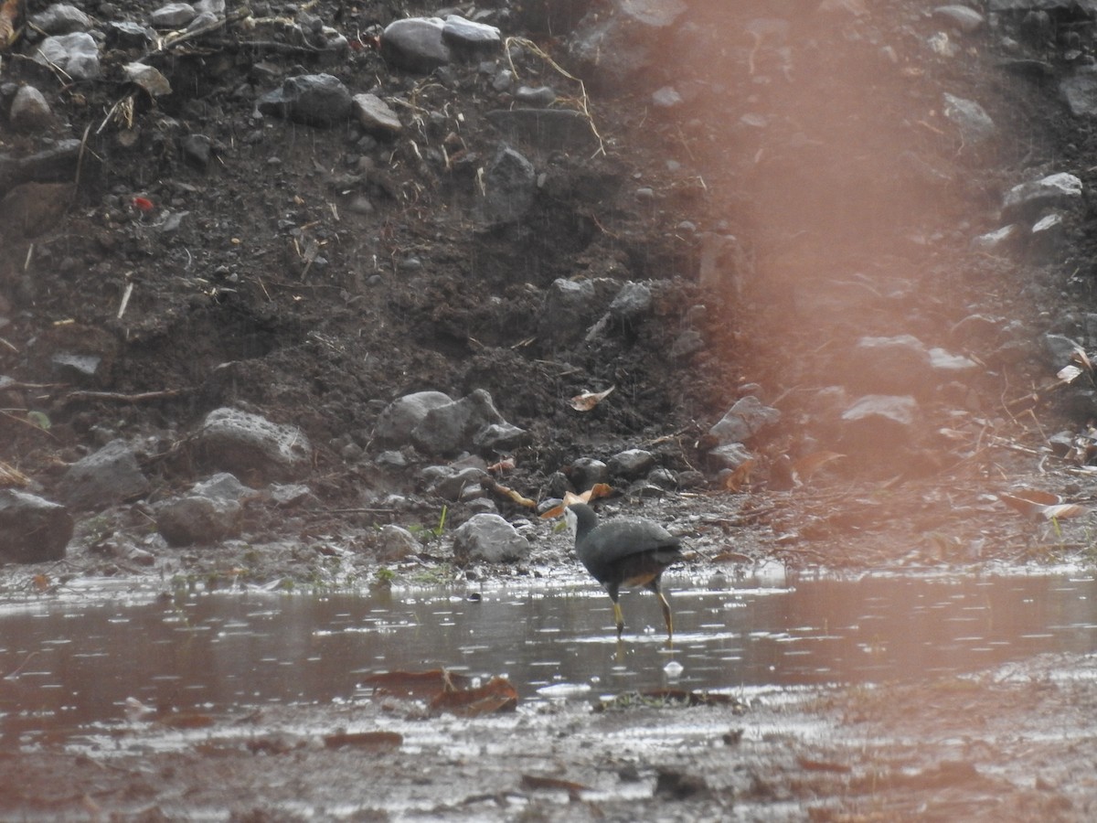 White-breasted Waterhen - ML344547371