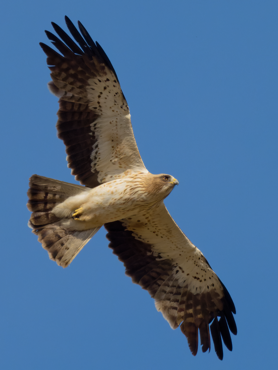 Booted Eagle - Juan Parra Caceres