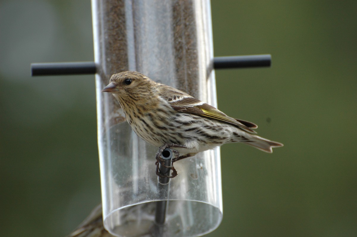 Pine Siskin - ML34454951