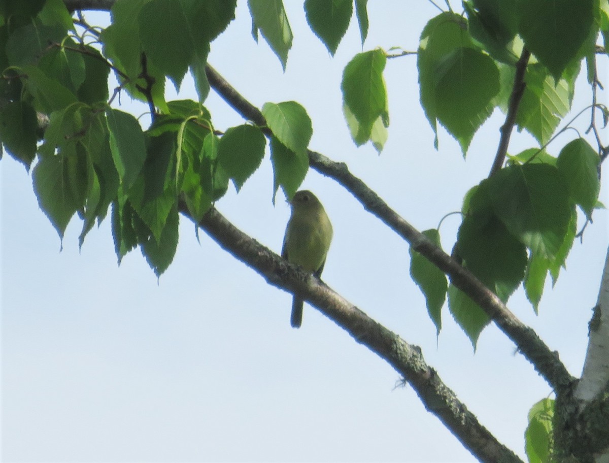 Yellow-bellied Flycatcher - ML344551491