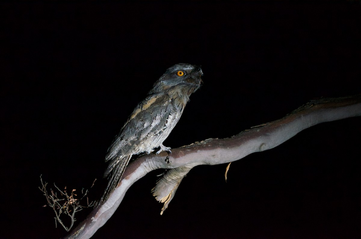 Tawny Frogmouth - ML344552111