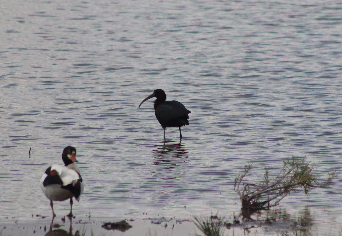 ibis hnědý - ML344553011