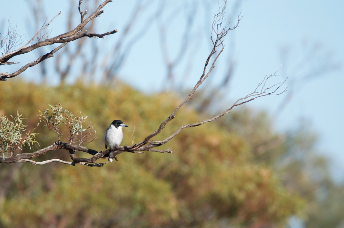 Gray Butcherbird - ML344553161