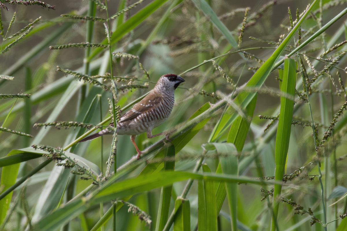 Plum-headed Finch - ML344553371