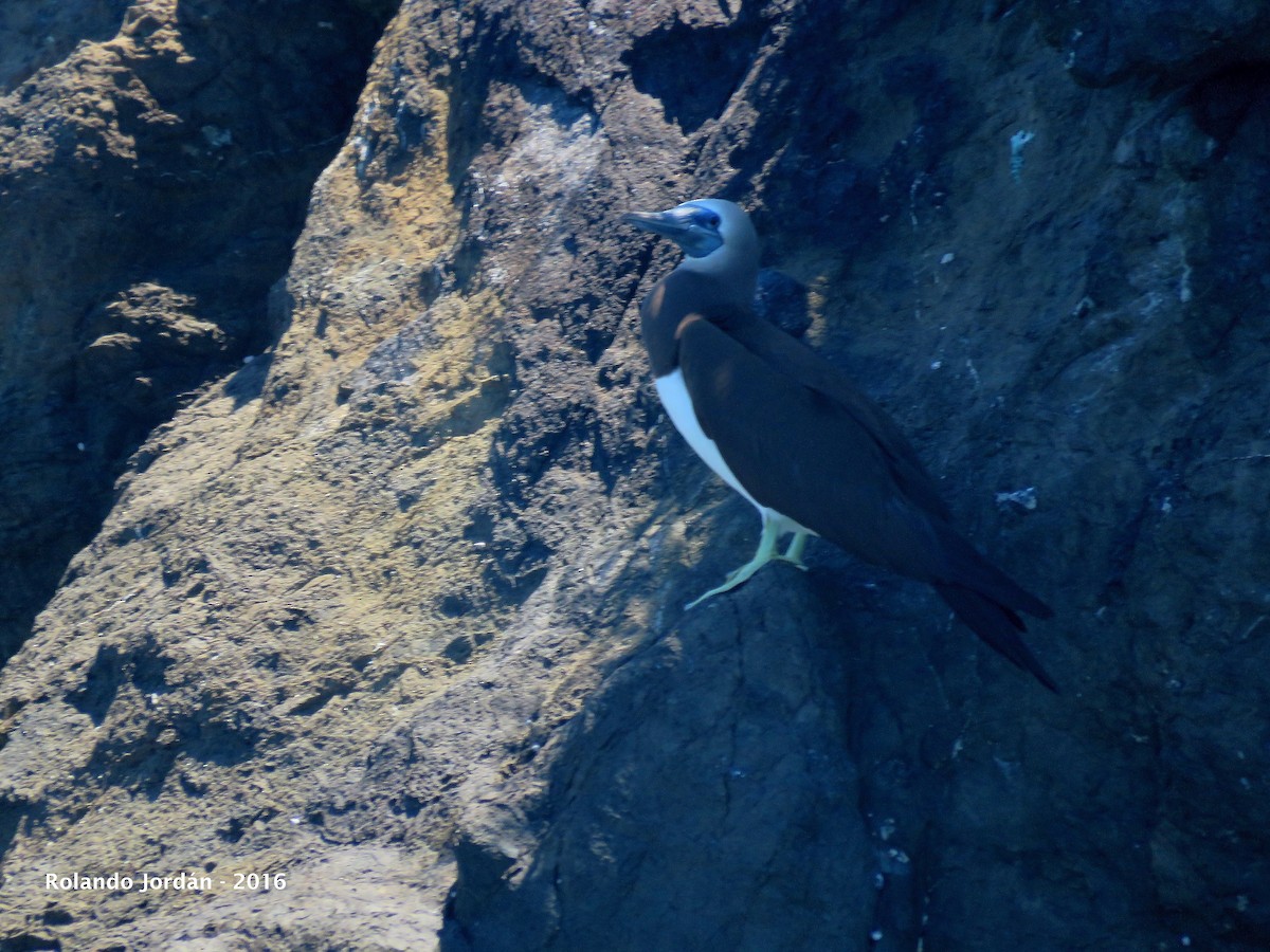 Brown Booby - Rolando Jordan