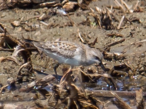 rødstrupesnipe - ML34455761