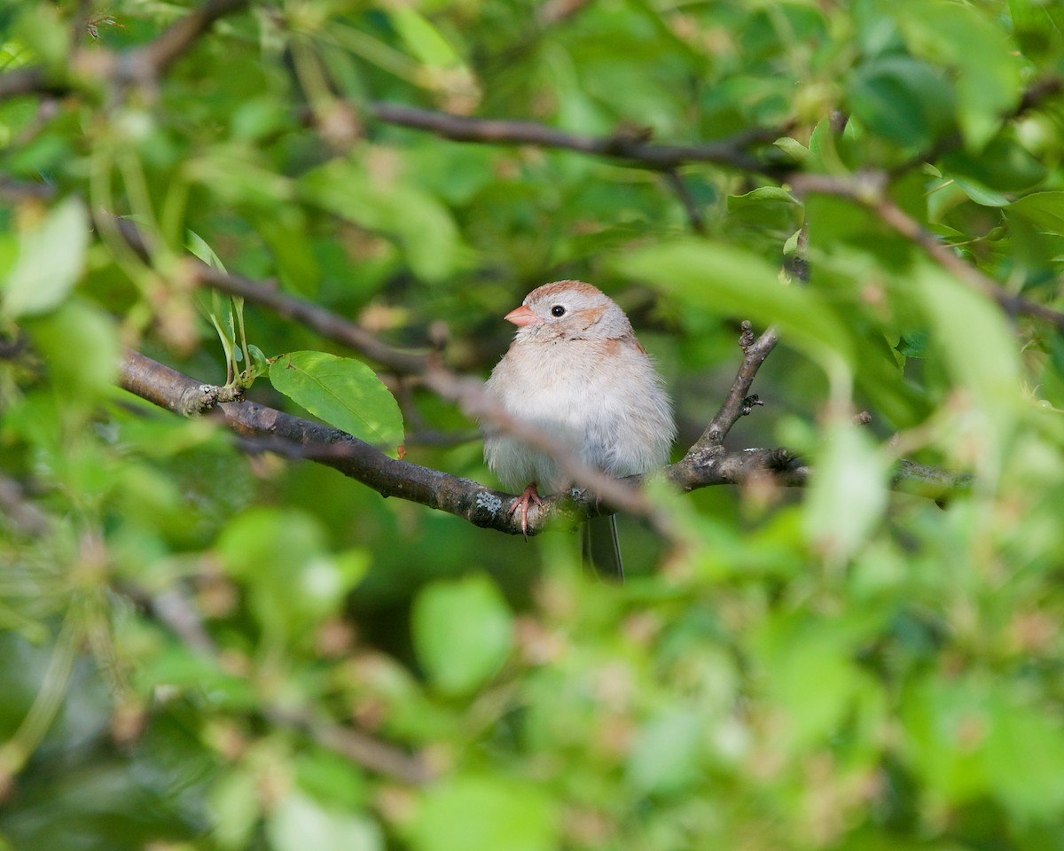 Field Sparrow - ML344557631