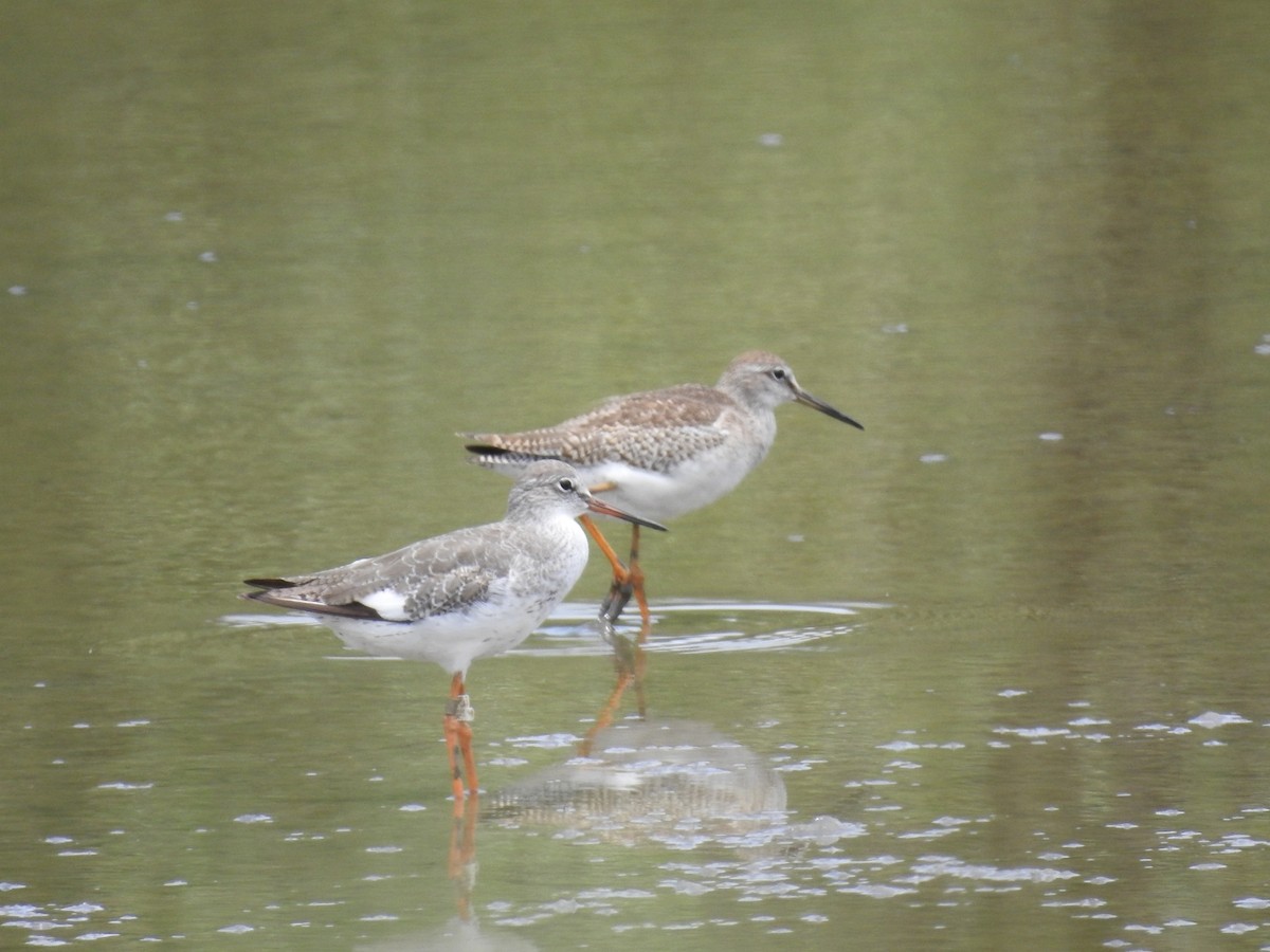 Common Redshank - ML344559661