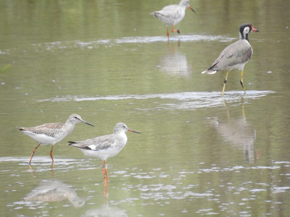 Common Redshank - ML344559691