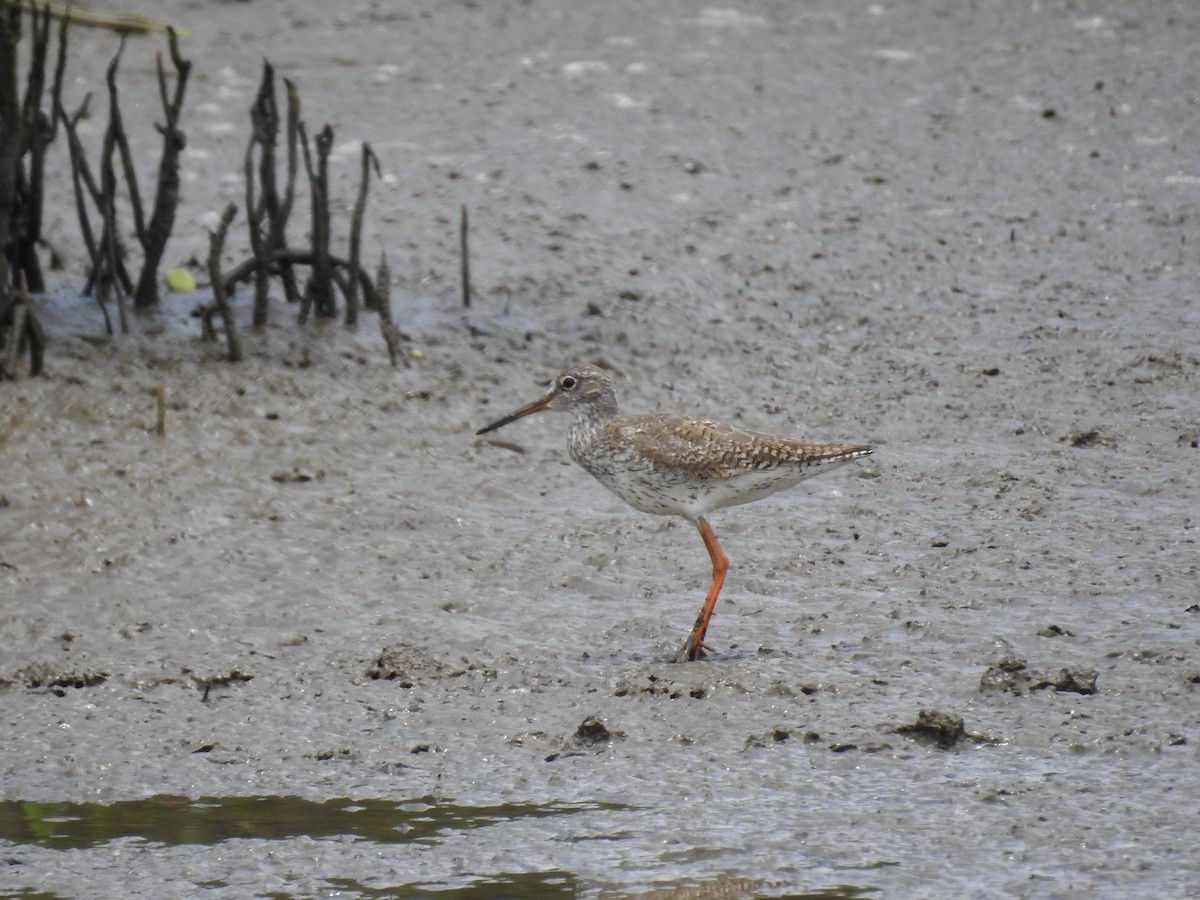 Common Redshank - ML344560261