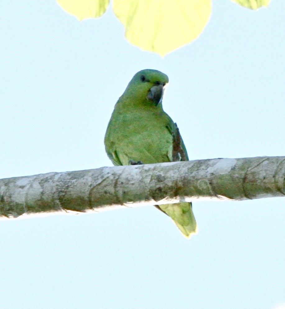 Short-tailed Parrot - ML344562911