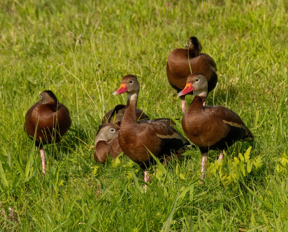 Black-bellied Whistling-Duck - ML344563631