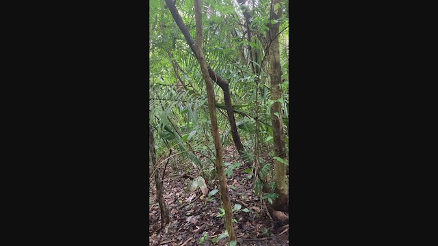 Troglodyte rufalbin - ML344564281