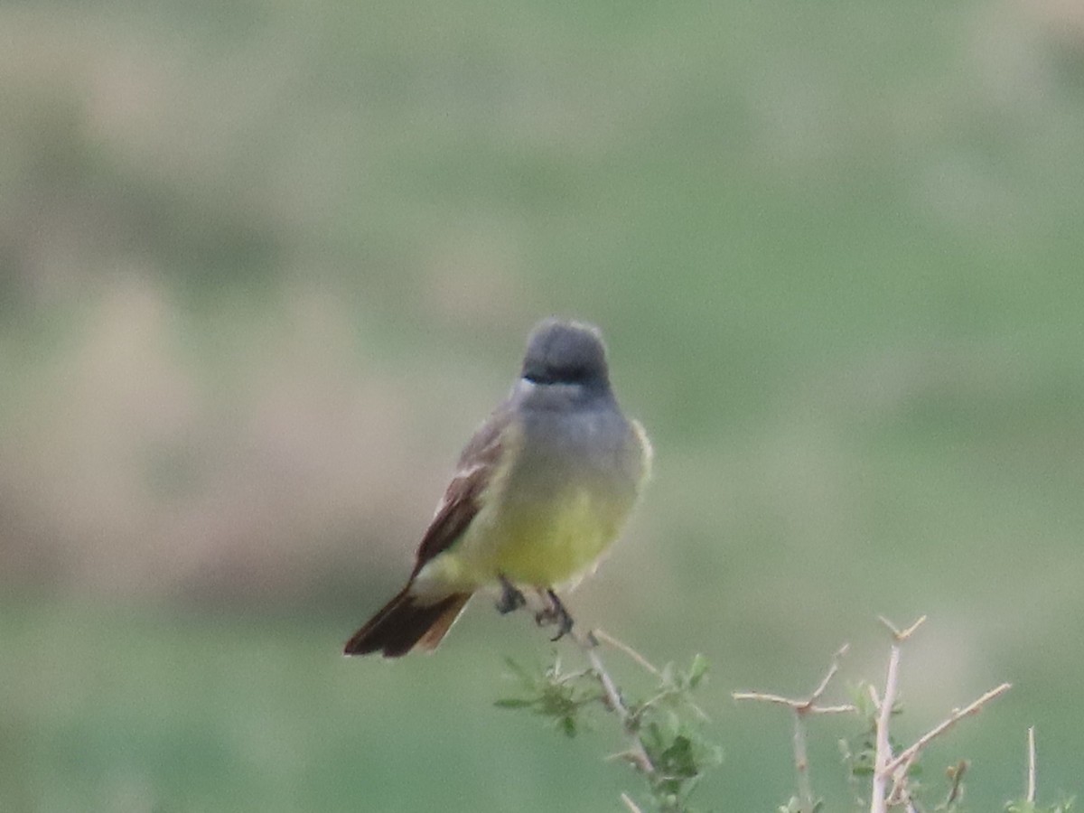 Cassin's Kingbird - ML344567781