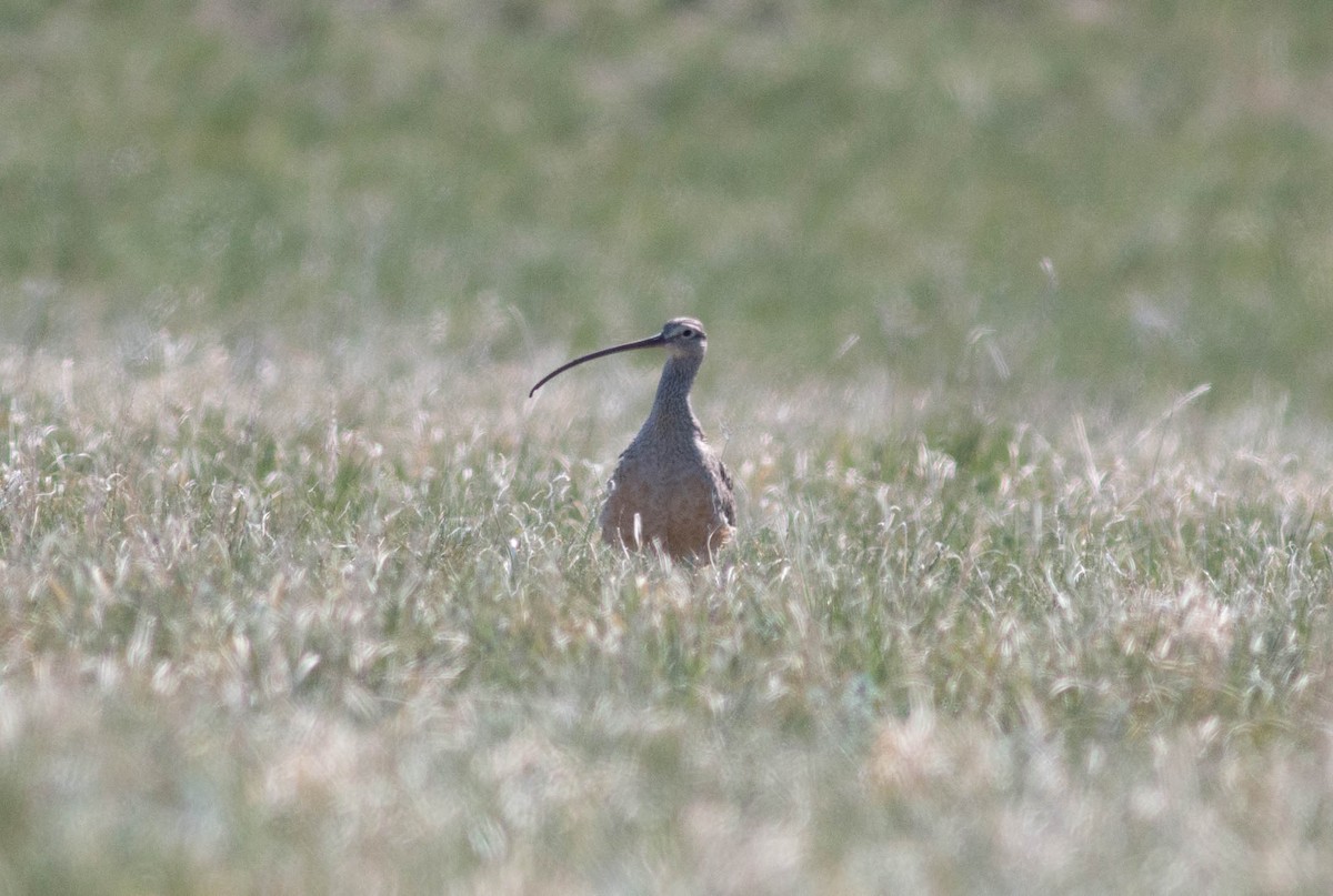 Long-billed Curlew - ML344568071