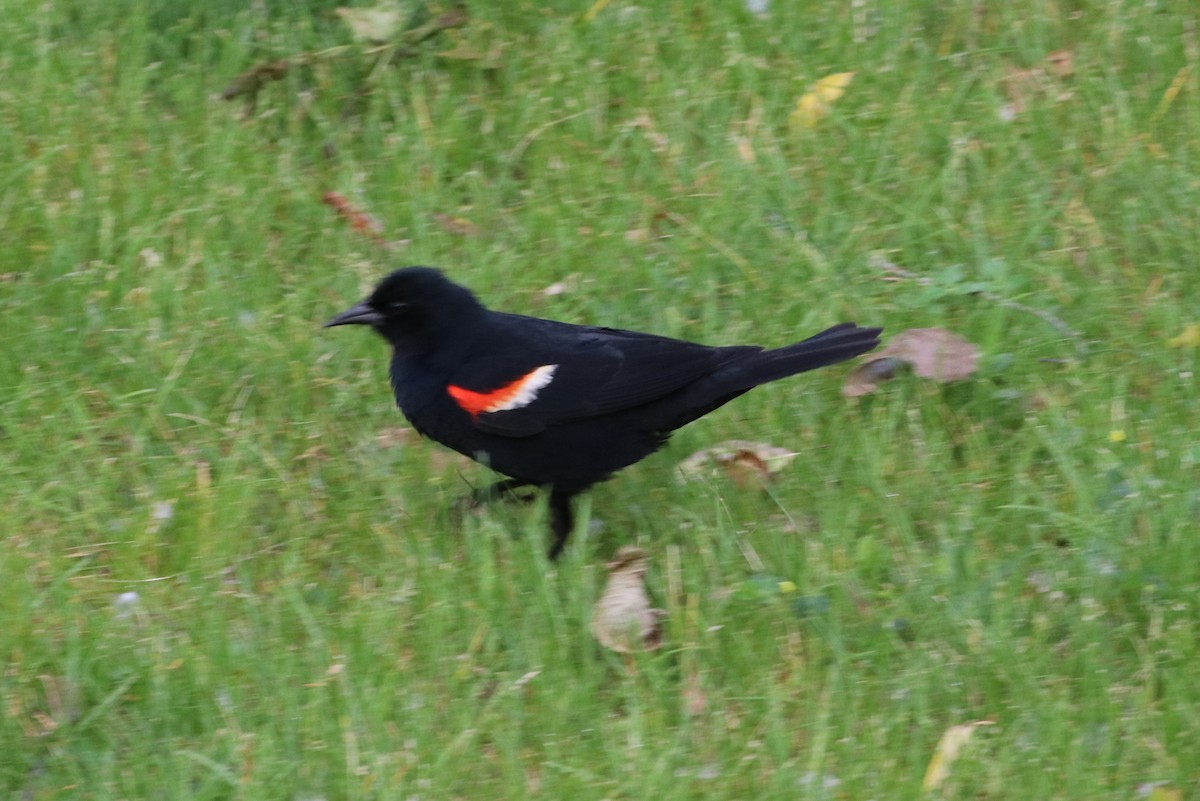 Red-winged Blackbird - ML344568291
