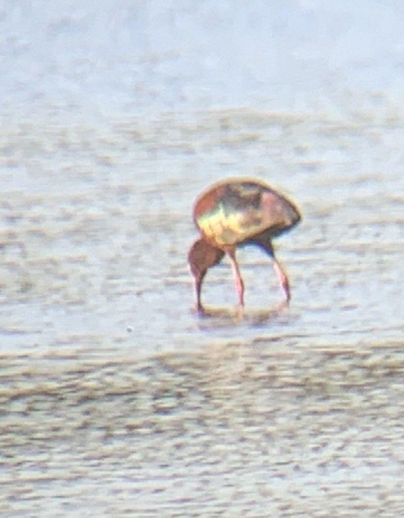 Ibis à face blanche - ML344568361