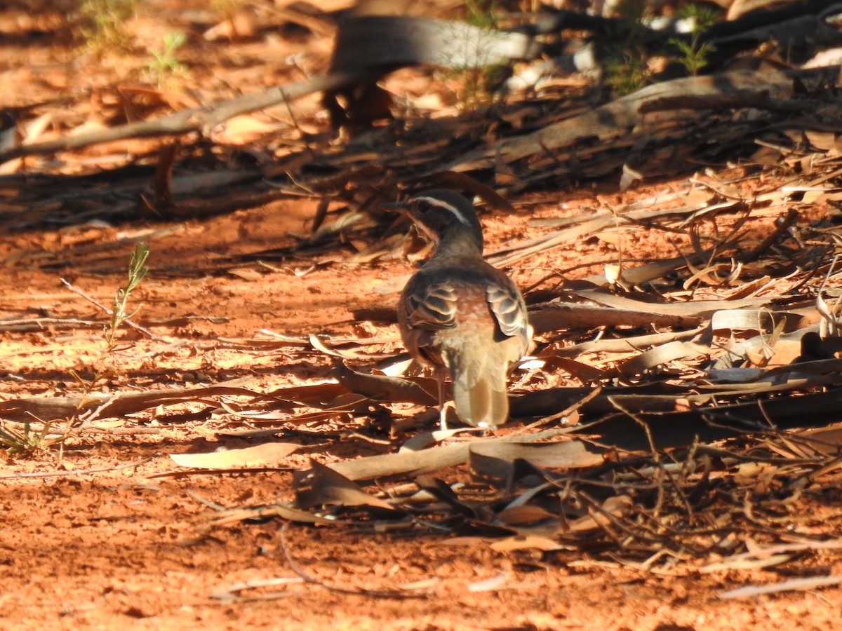 Chestnut Quail-thrush - David Dedenczuk