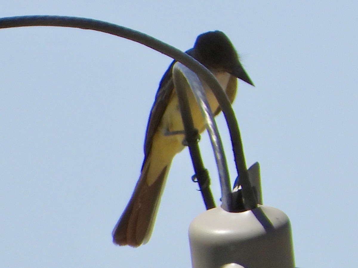 Brown-crested Flycatcher (Arizona) - ML344569711