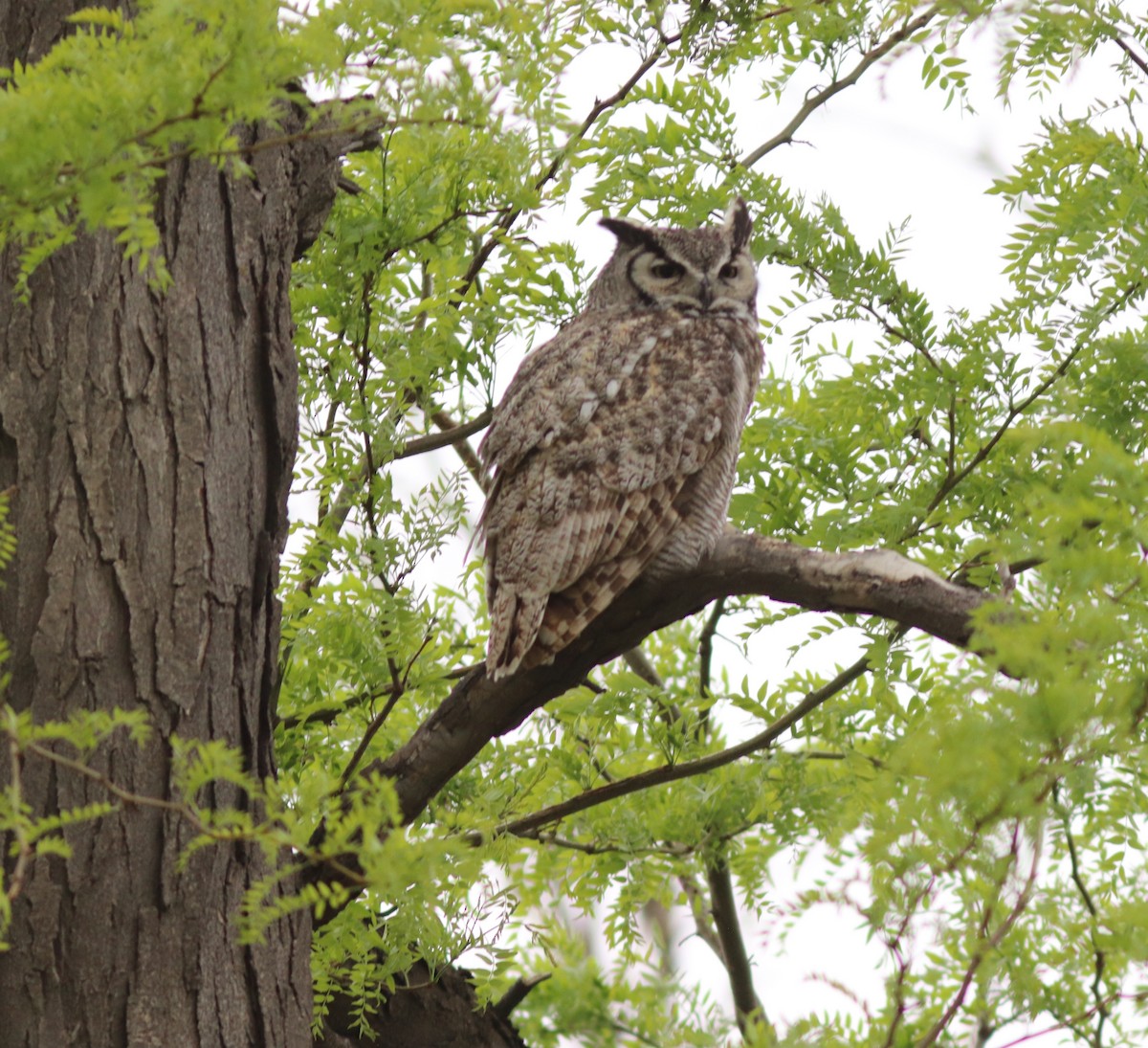 Виргинский филин - ML344573241
