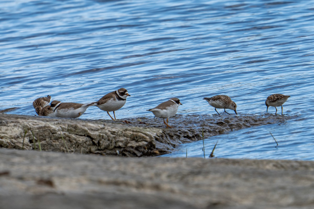 Semipalmated Plover - ML344576281
