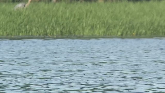 Eared Grebe - ML344578611