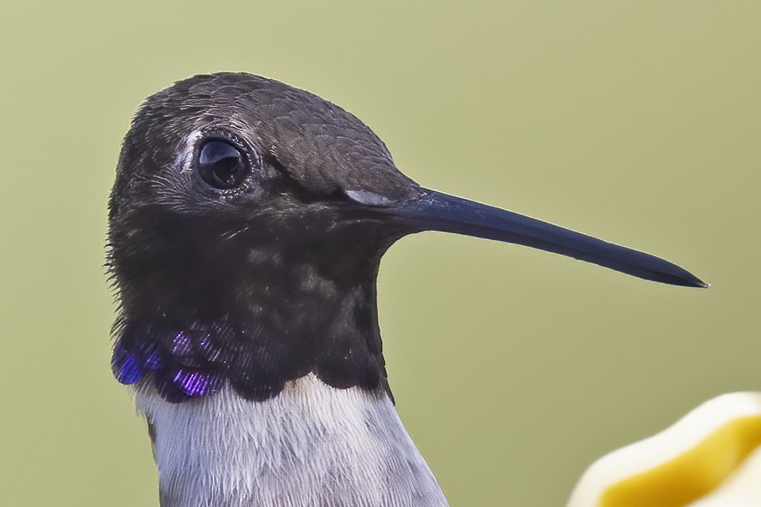 Black-chinned Hummingbird - ML344579111