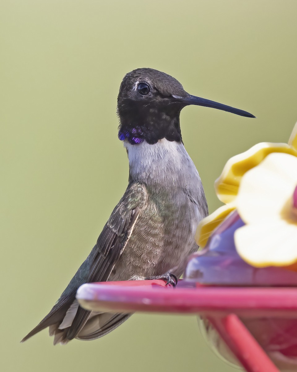 Black-chinned Hummingbird - ML344579121